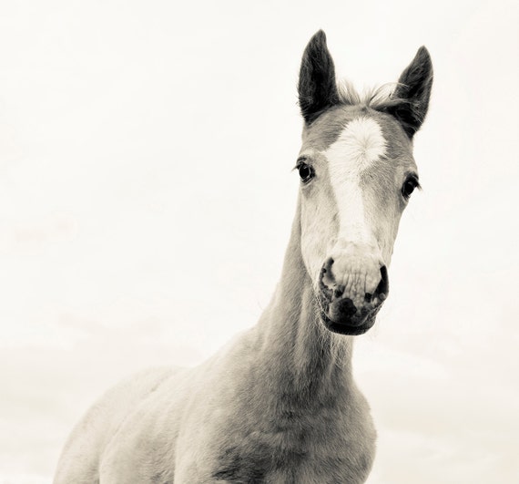 HANDSOME. horse print, animal picture, photographic print, limited edition, equine print