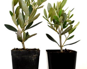 Olive Tree - Tree of Peace - Olea europaea - 2 Pack