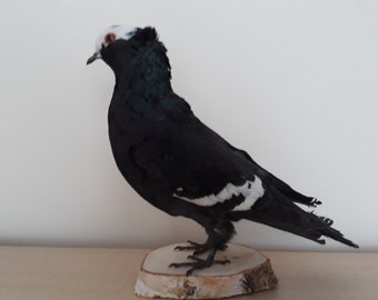 Taxidermy Fancy Pigeon