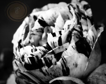 Black Tie Affair, Flower captured in black and white