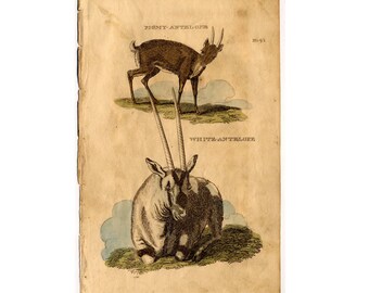1801 ANTIQUE ANTELOPE ENGRAVING original antique animal print circa 1801