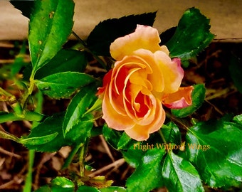 Peach rose