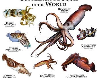 Cuttlefish and Squid of the World