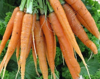 Scarlet Nantes Carrot Heirloom Seeds - Non-GMO, Open Pollinated, Untreated