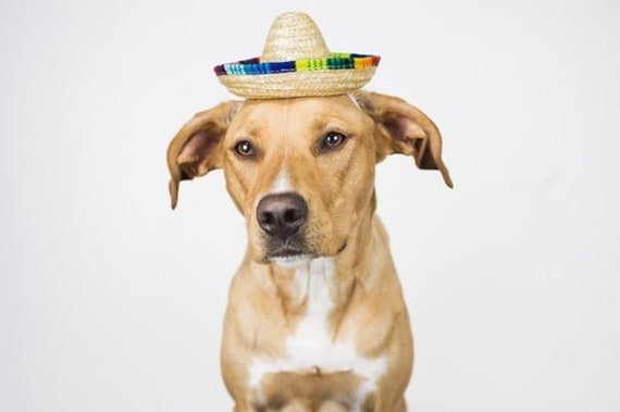 Dog Sombrero || Mini Sombrero || Dog Hat || Straw Hat || Mini Sombrero || Fiesta Party || Fiesta Hat