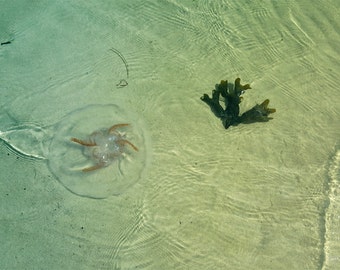 FineArtPrint "Jellyfish"