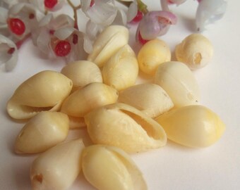 set of 14 yellow shell beads