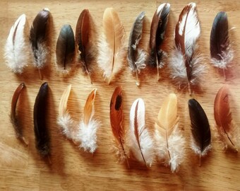 Cruelty free feathers, 18 assorted secondaries from free range, organic chickens