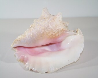 Large Conch Sea Shell 8 Inch Pink Ivory Natural Beach