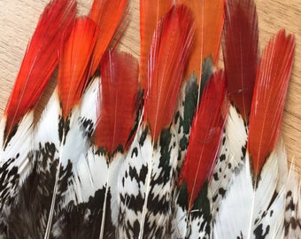 Lady Amherst Pheasant feathers / natural feathers, real feathers, unique feathers, smudge feathers, unusual feathers, orange tip, patterned