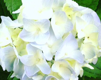 Hydrangea Photograph digital download