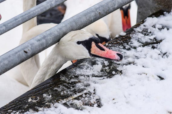 Swan Photography,Swan Looking for Food, Wildlife Photography, Wall Art, Wall Decor, swan art, swan decor, swan print, pond photography