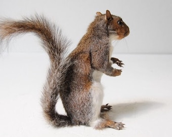 taxidermied squirrels