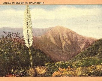 Yucca, California, Blooms - Vintage Postcard - Postcard - Unused (BB)