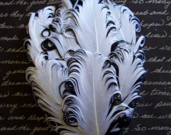 Feathers - 1 White and Black Curled Goose Feather Pad - Nagorie Feather Pad