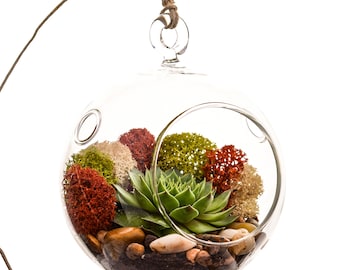 Succulent Terrarium with Moss and River Rocks / 4" Round or 7" Teardrop Glass
