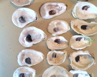 20 Small Oyster Shells FLAT SIDE 1-2.5 Inches from Provincetown Cape Cod Hand Picked Sun Dried White and Purple for Crafting Wreaths Jewelry