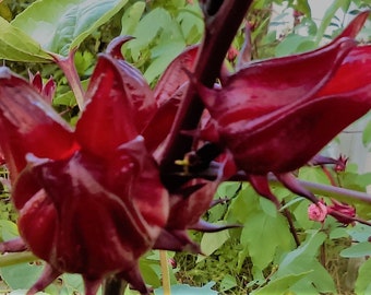 Jamaican Sorrel Seeds (Roselle/ Hibiscus Sabdariffa)- Florida-grown, Organic Easy-to-grow, Multi-purpose, Non-GMO