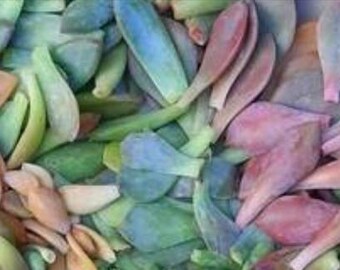 Succulent leaf cuttings DIY projects