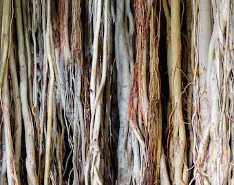 Tree Art Nature Photography Hawaiian Banyan Roots Fine Tree Art Nature Photography Hawaiian Banyan Roots Fine