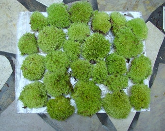 Terrarium Moss-Live Moss-Pillow Moss-12 small pieces-terrariums-Cushion Moss