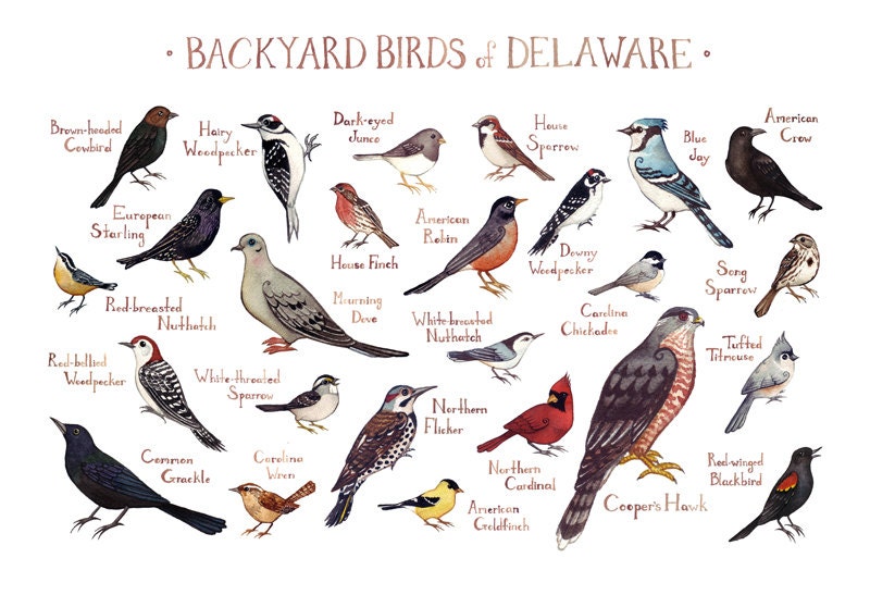 Delaware Backyard Birds Field Guide Art Print / Watercolor
