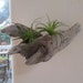 Driftwood Air Plant Wall Holder "Nautical Style"