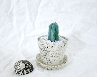 Speckled Mini Planter Cookies and Cream Planter with Attached Saucer Ready to Ship