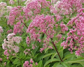 Joe Pye Weed Bare root 5 roots