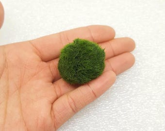 SALE! Large Marimo Moss Ball for Terrarium Planted Tanks Live Aquarium Fish Shrimps Indoor Plant Gift