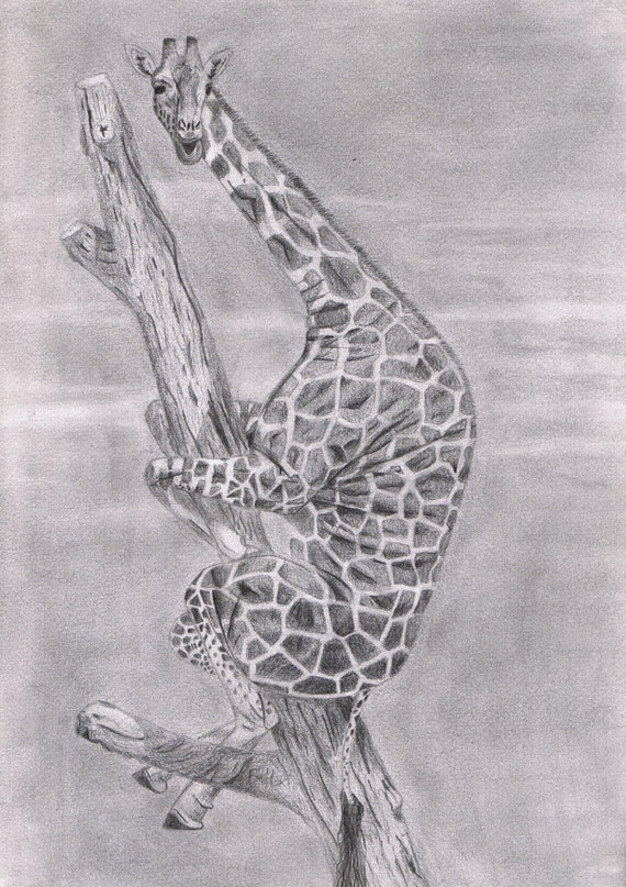 Dibujos A Lapiz De Jirafas - JIRAFAS DIBUJO A LAPIZ.wmv - YouTube