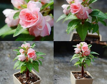 50pcs Indoor bonsai Plants, pink Impatiens balsamina flower seeds