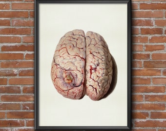 Old vintage Illustrations of human anatomy-Brain Anatomy-medical Prints
