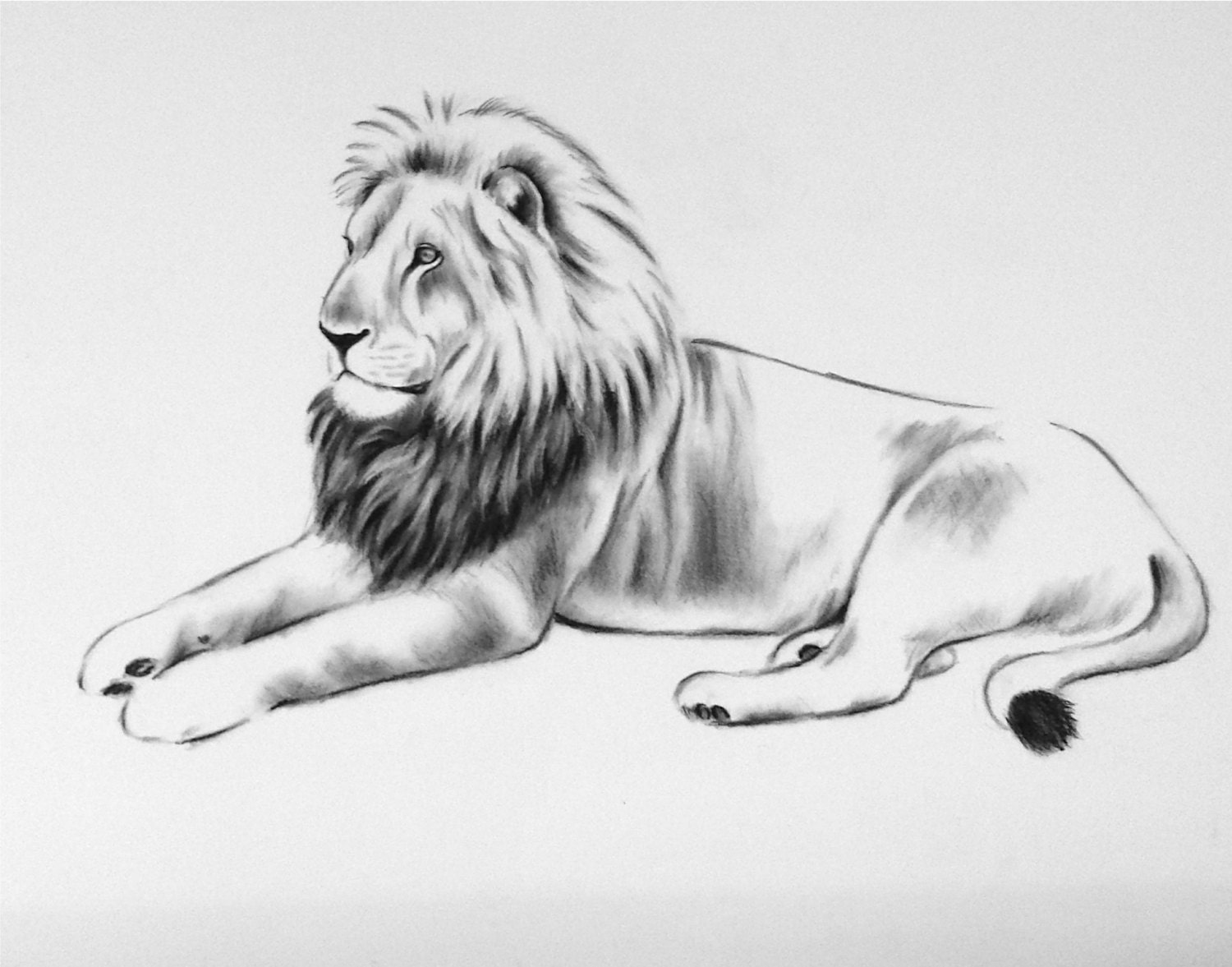 Large Charcoal Lion Sketch X Lion Art