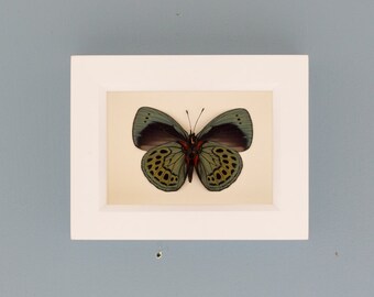 Framed Butterfly Charles Darwin Insect Shadowbox Display White Frame