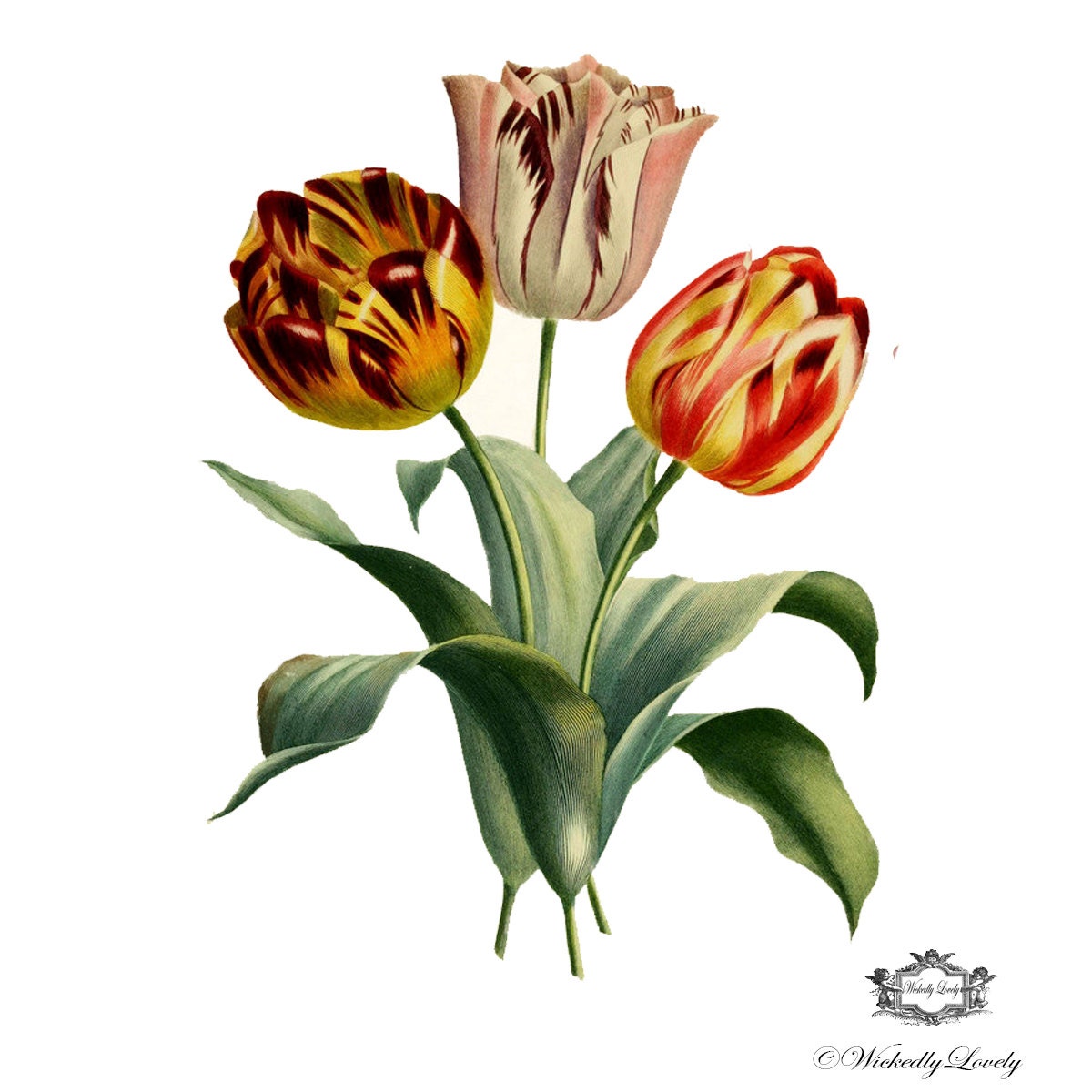 Three Vintage Tulips floral Illustration tattoo tulip