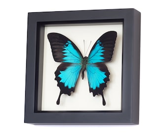 Real Framed Butterfly Papilio Ulysses Blue Insect Taxidermy Gallery Frame