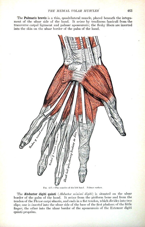 The Human Hand Muscles of the Left Hand 1918 Human