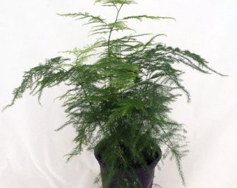 Fern Leaf Plumosus Asparagus Fern - 4" Pot - Easy to Grow - Great Houseplant (FREE SHIPPING)
