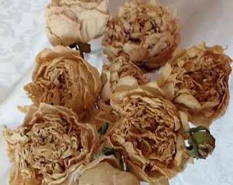8 séché pivoines sur tiges pivoines vrai, séchés à l’Air naturellement Blush rosé couleur Beige-étaient à l’origine des rose ou blanc