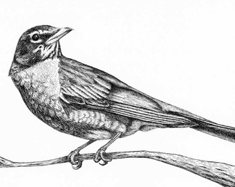 Robin Drawing, Pen and Ink, Bird Art, Bird Drawing on Paper, Woodland Decor