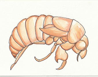 Original - Cicada shell