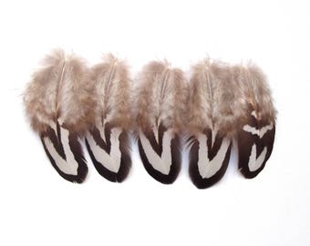 5 pheasant feathers revered black and white