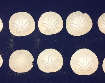 West Coast Sand Dollars for Crafts - Lot of 10 #S1011