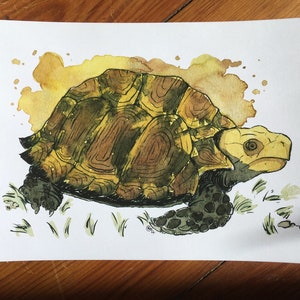 Tortoise watercolor | Etsy