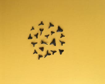 Fossilized Shark Teeth, 20 pieces, Shark Tooth, Natural Specimen, Jewelry Making, Shark Fossil, Fossilized Tooth, Fossil Collection, Shark