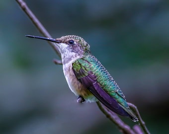 Hummingbird in Cades Cove
