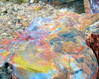 The Petrified Forest, Arizona Crystal Rainbow Colors Photo Print