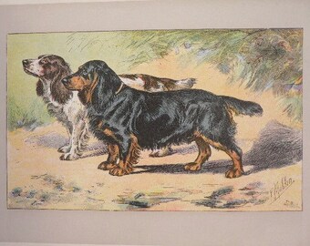 ANTIQUE 1907 BLACK SPANIEL signed dog print Chromolithograph P Mahler German artist Collectors item Christmas, Birthday gift Authentic