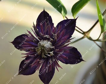 1 Bulbs Clematis Bulbs Chinese Lianas (Not Seeds) -Variety 9